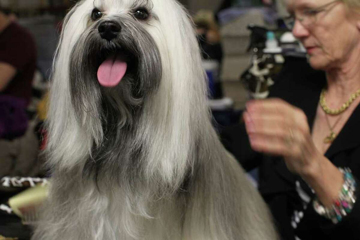 NEW YORK, NY - FEBRUARY 14: A Havanese named Tafty is prepared for competition at the Westminster Kennel Club Dog Show at Madison Square Garden on February 14, 2011 in New York City. The show, one of the most prestigious dog shows in the world, is being held on February 14-15. Over 2,000 dogs will be competing in this year's show which will also include six new breeds to the competition. (Photo by Spencer Platt/Getty Images)