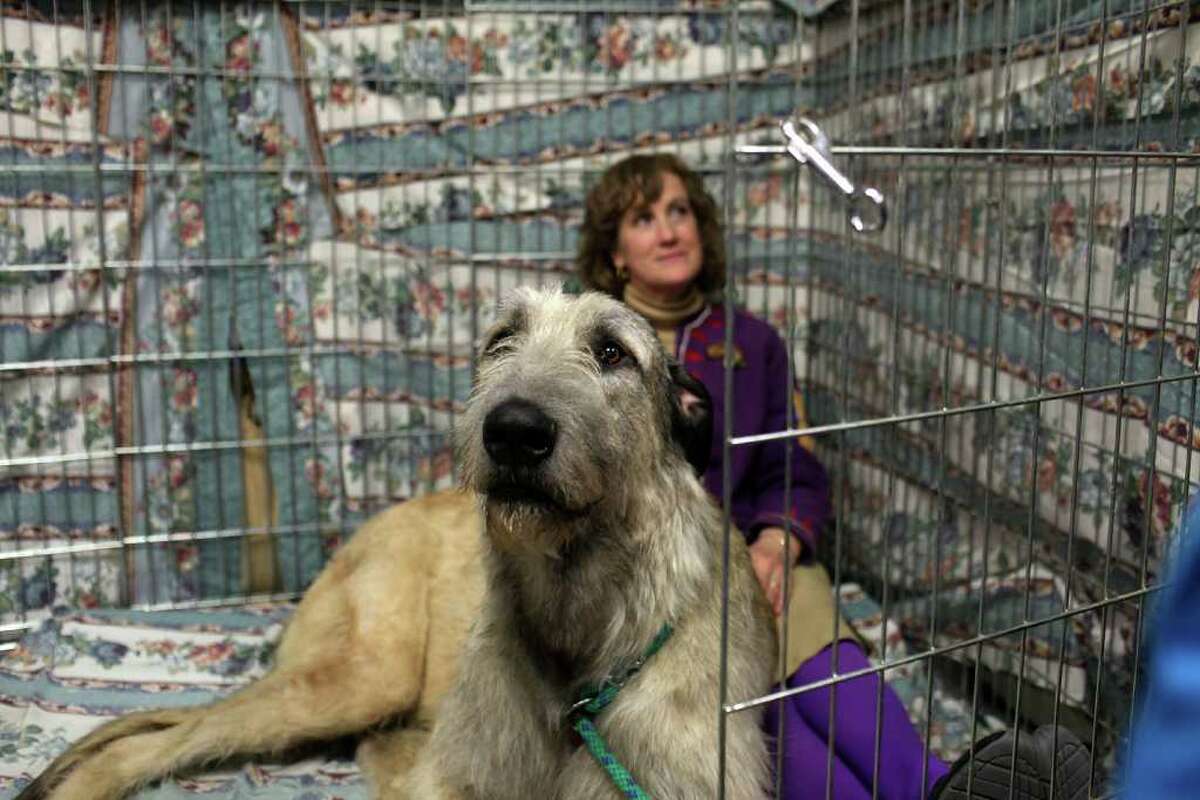 NEW YORK, NY - FEBRUARY 14: Donna Smith sits with her Irish Wolfound named Willow at the Westminster Kennel Club Dog Show at Madison Square Garden on February 14, 2011 in New York City. The show, one of the most prestigious dog shows in the world, is being held on February 14-15. Over 2,000 dogs will be competing in this year's show which will also include six new breeds to the competition. (Photo by Spencer Platt/Getty Images) *** Local Caption *** Donna Smith