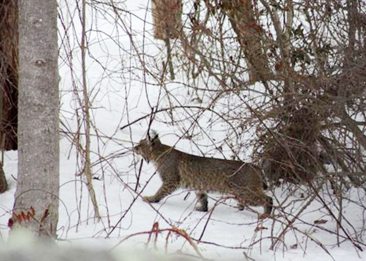 A bobcat was spotted on Feb. 13, 2011, wandering around a backyard on Beardsley Road in Shelton, CT.