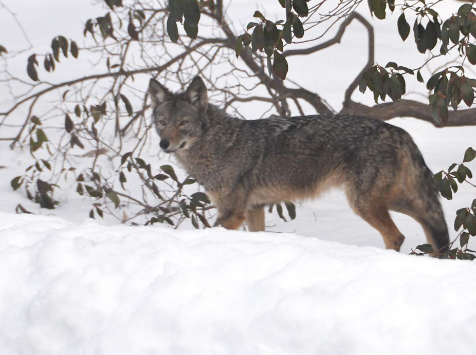 Coyotes jolt Kings in Australia despite ice issues