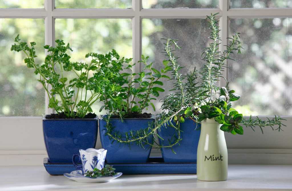 Window gardening