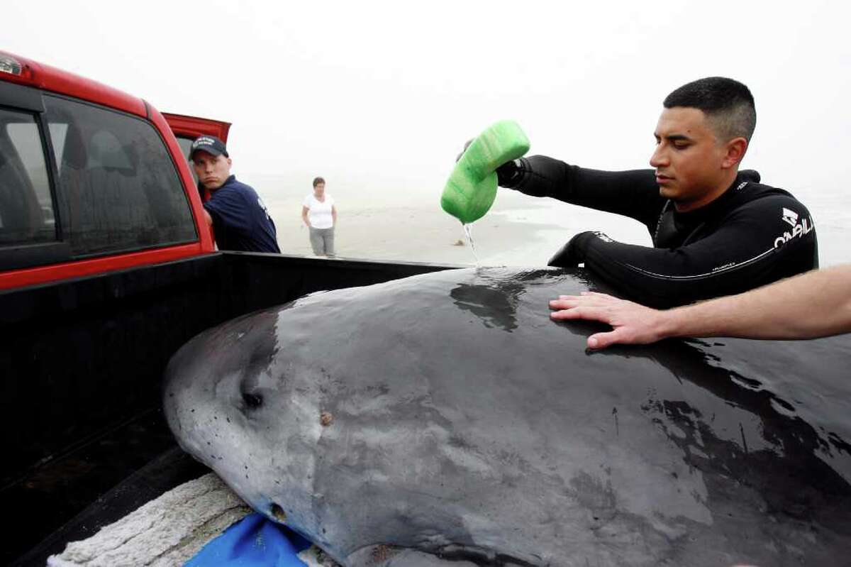 Whale found on Galveston beach euthanized