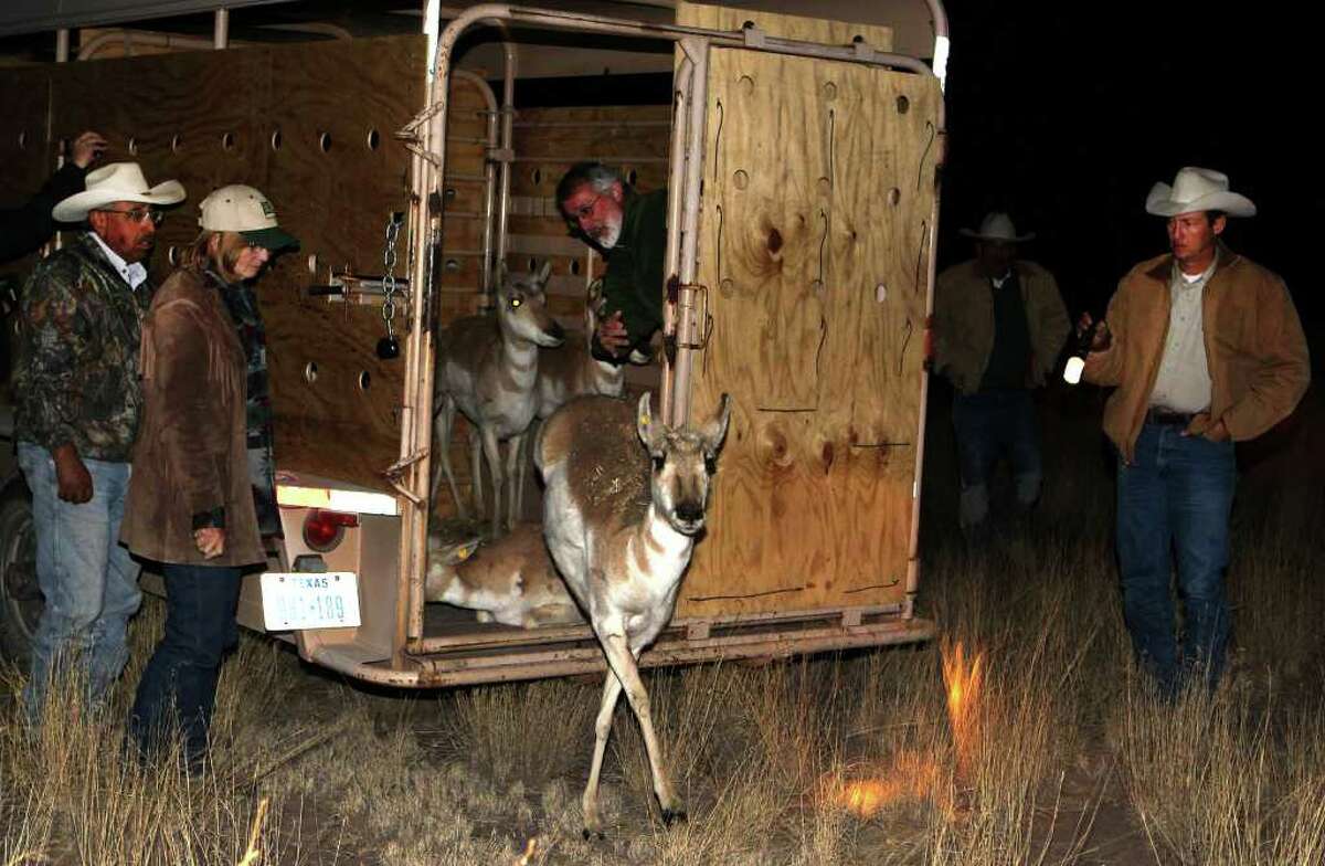 New home for antelope to roam