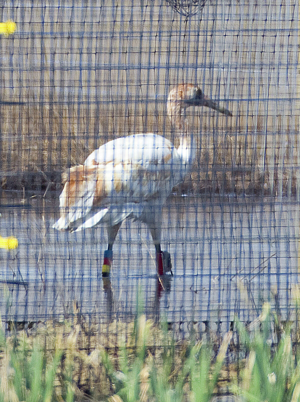 Whooping cranes survive Texas' devastating drought