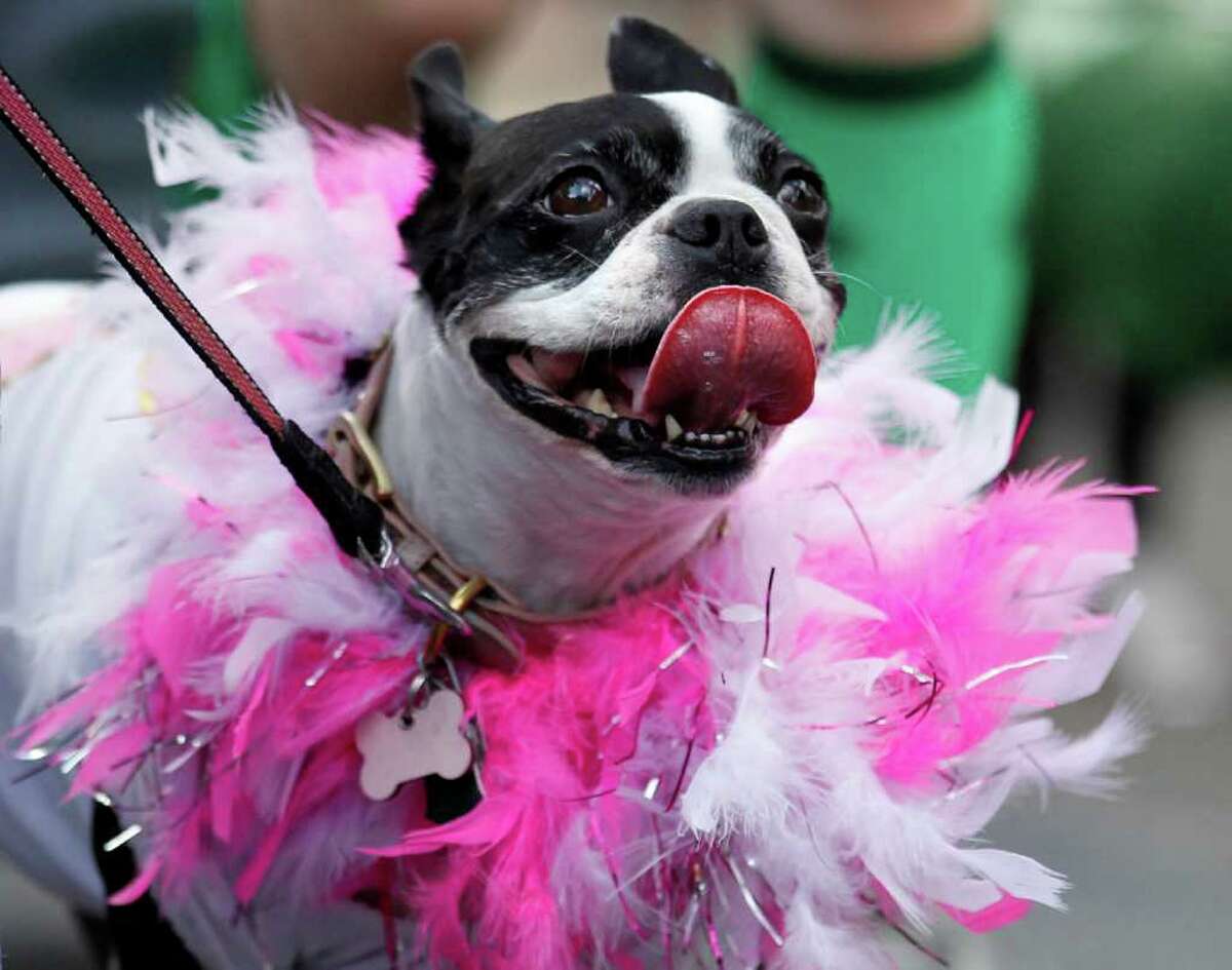 A dog dressed in costume parades through the French Quarter during the Krewe of Barkus Mardi Gras parade in New Orleans, Sunday, Feb. 27, 2011. The parade of dogs and their owners, a twist on the Krewe of Bacchus, benefits animal welfare organizations. (AP Photo/Gerald Herbert)