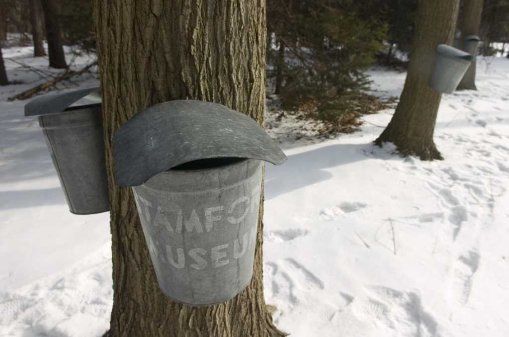 Maple Sugar Sunday at Stamford Museum and Nature Center