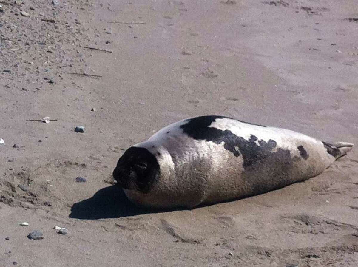 Seal washes up on Fairfield beach