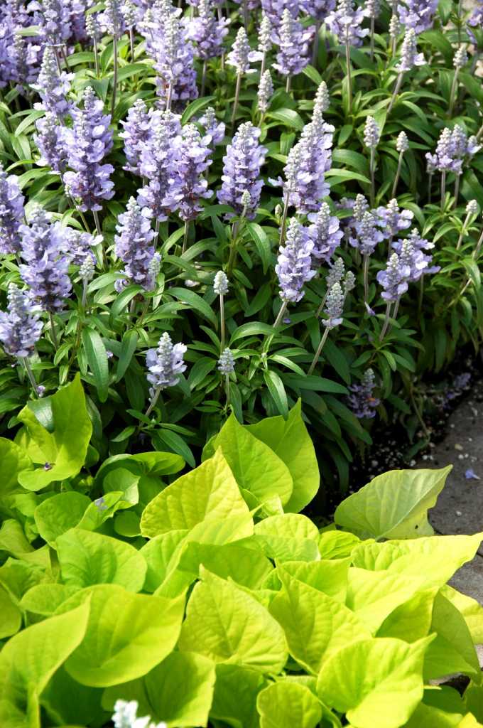 Cathedral salvias are bold