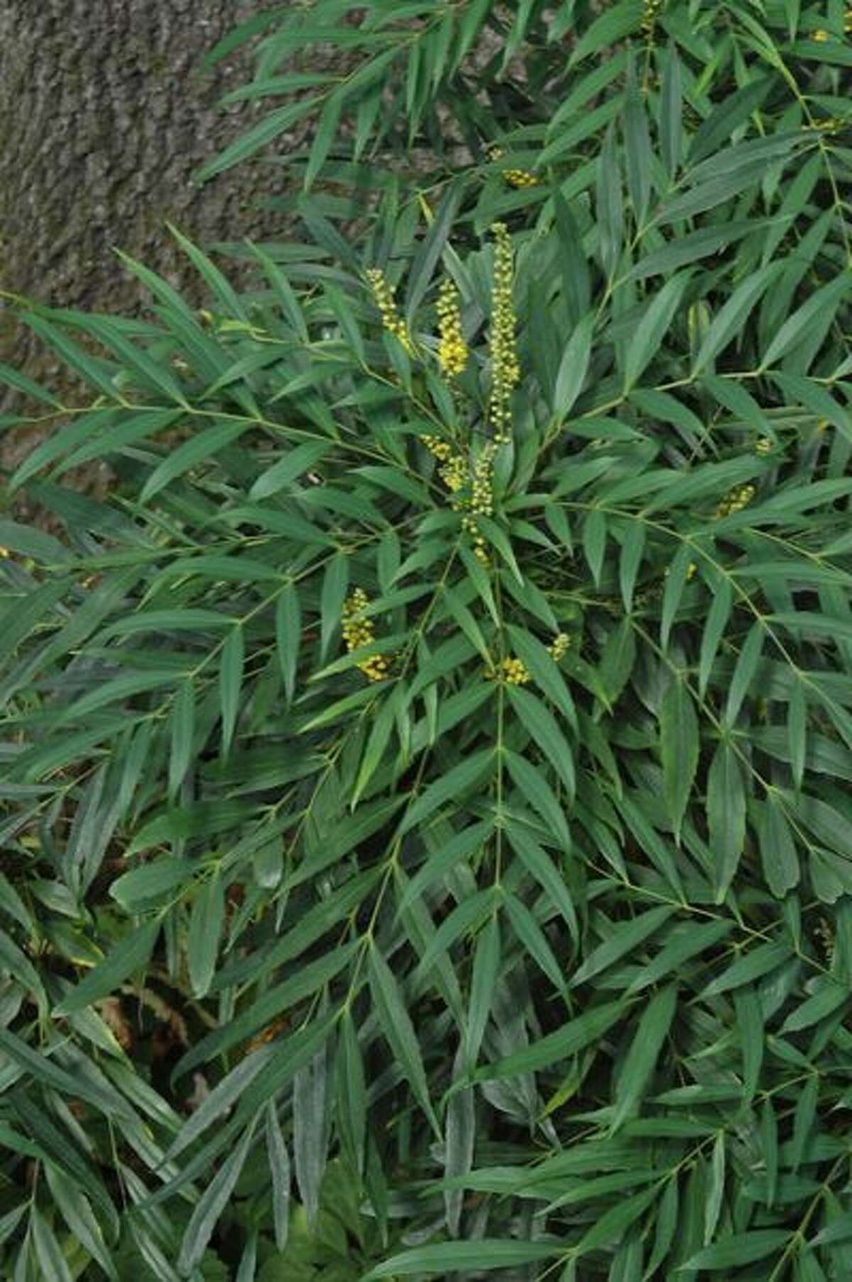 A Softer Gentler Mahonia