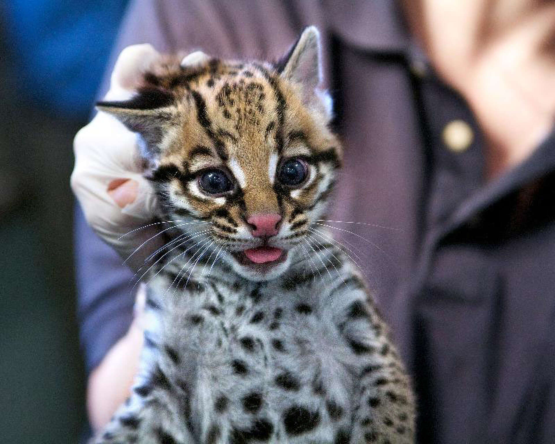 Wild wild cat birth at Beardsley Zoo