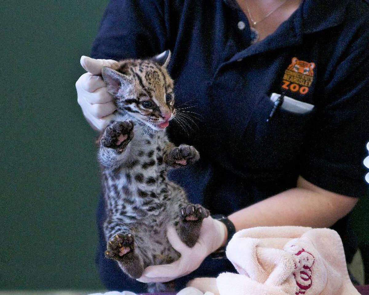 Wild wild cat birth at Beardsley Zoo