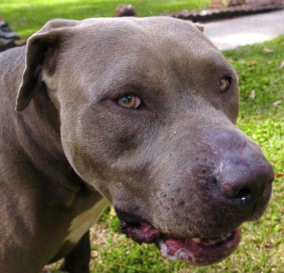 Can pit bulls be good pets?