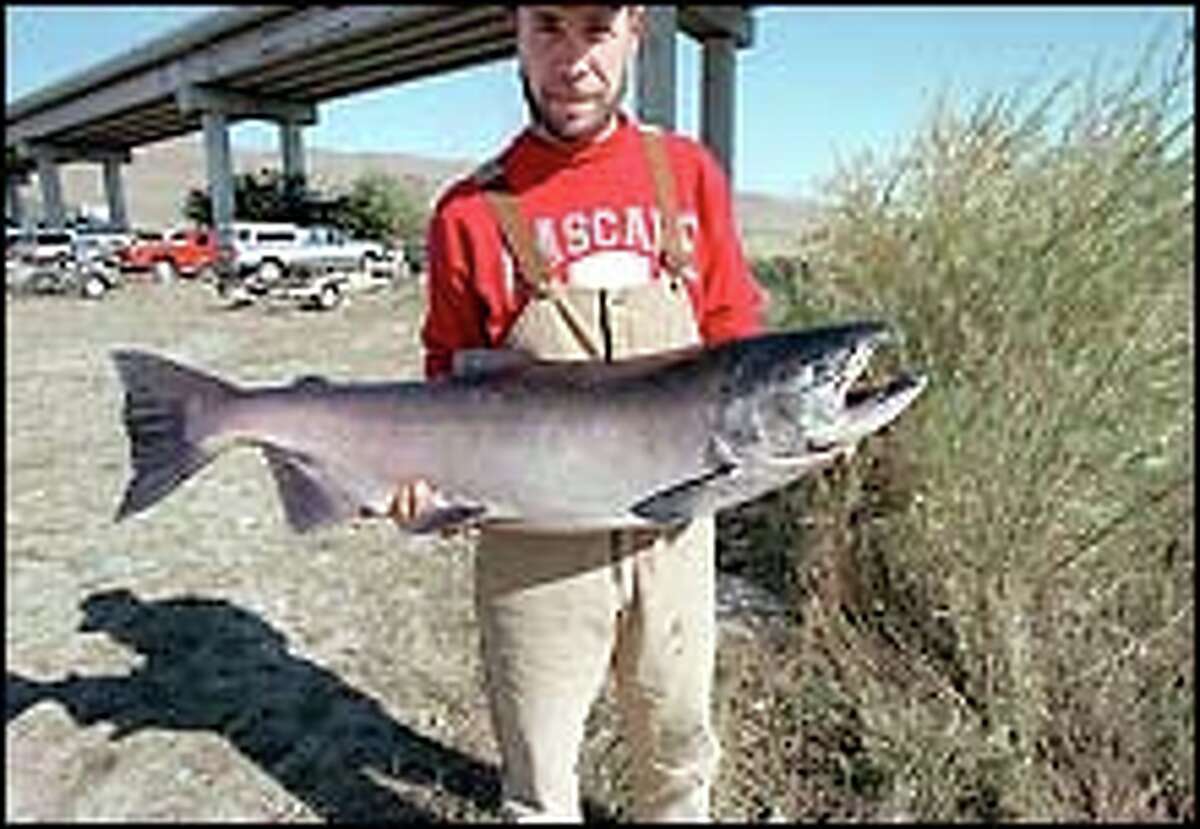 Untamed Hanford Reach is jumping with chinook salmon