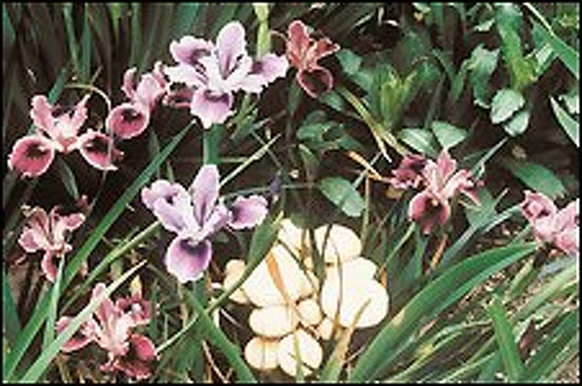 Ease of tending irises makes them Northwest favorites