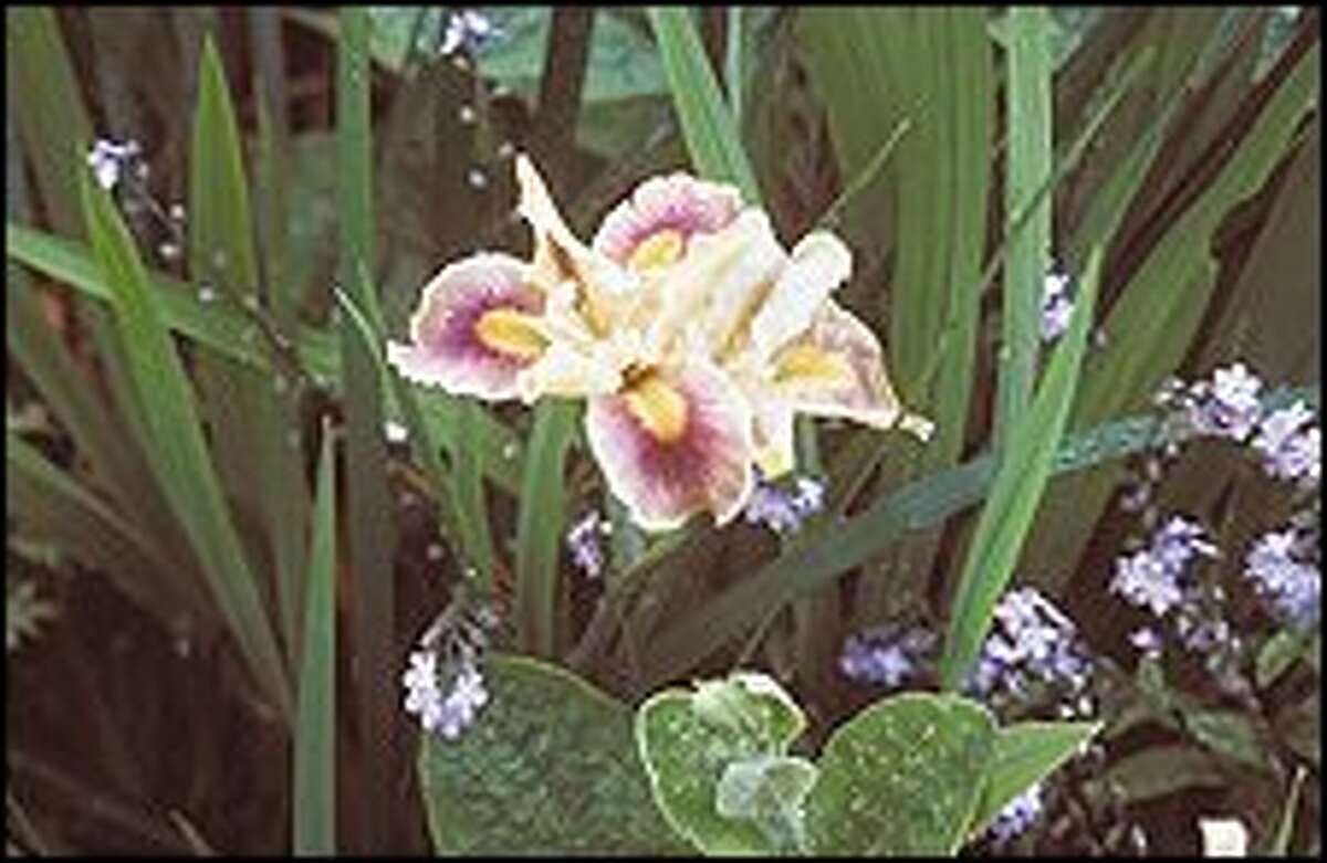 Ease of tending irises makes them Northwest favorites