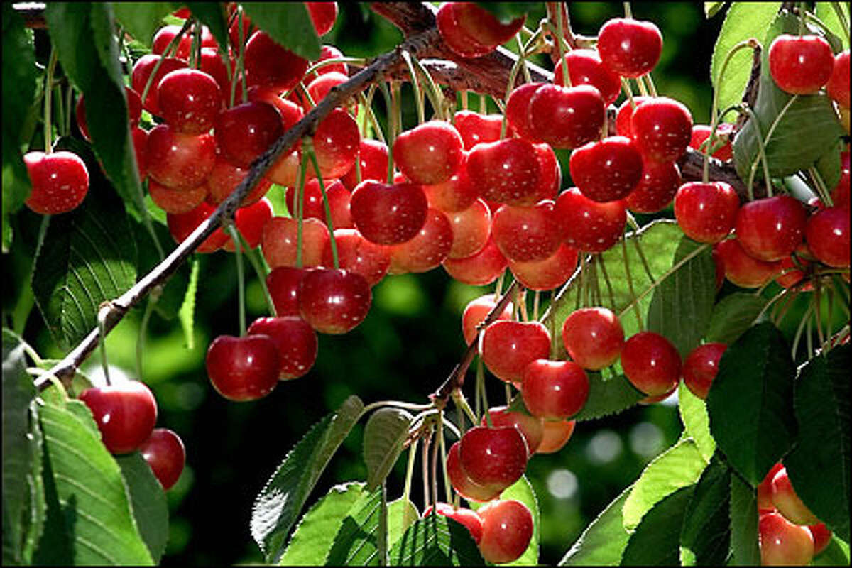 Rainier cherries are the peak of the crop
