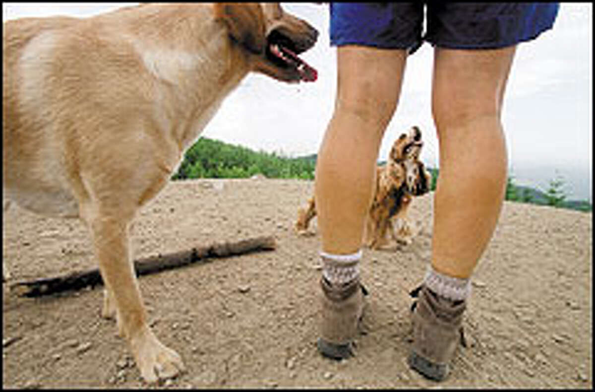 Happy Tails A hike in the backcountry with a wellmannered dog