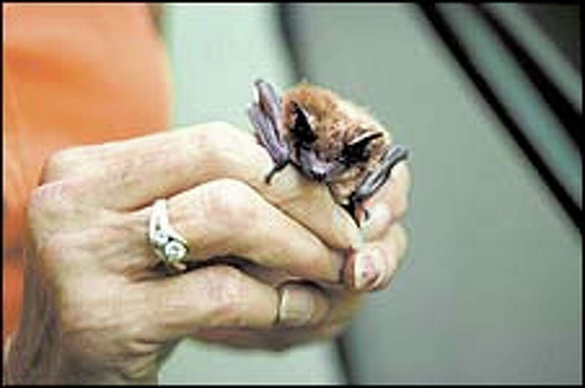 Don't be afraid The bat is really the gardener's good friend