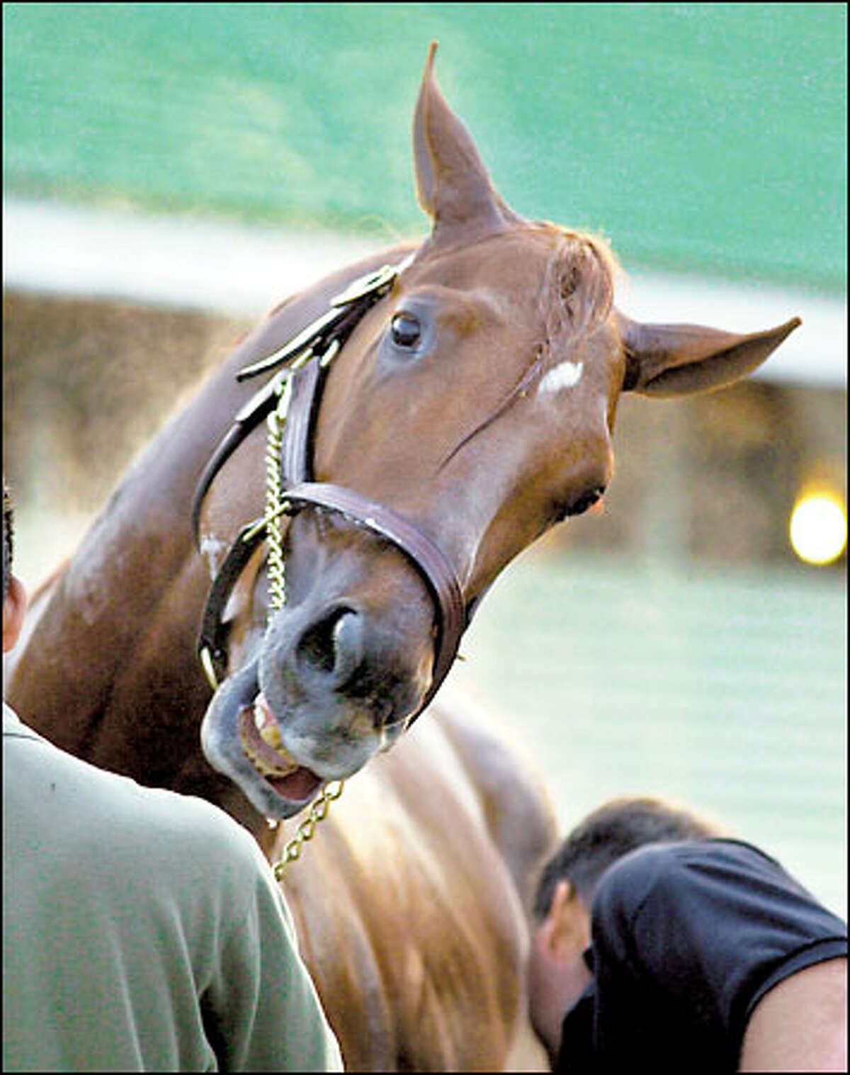 Point Given's career over