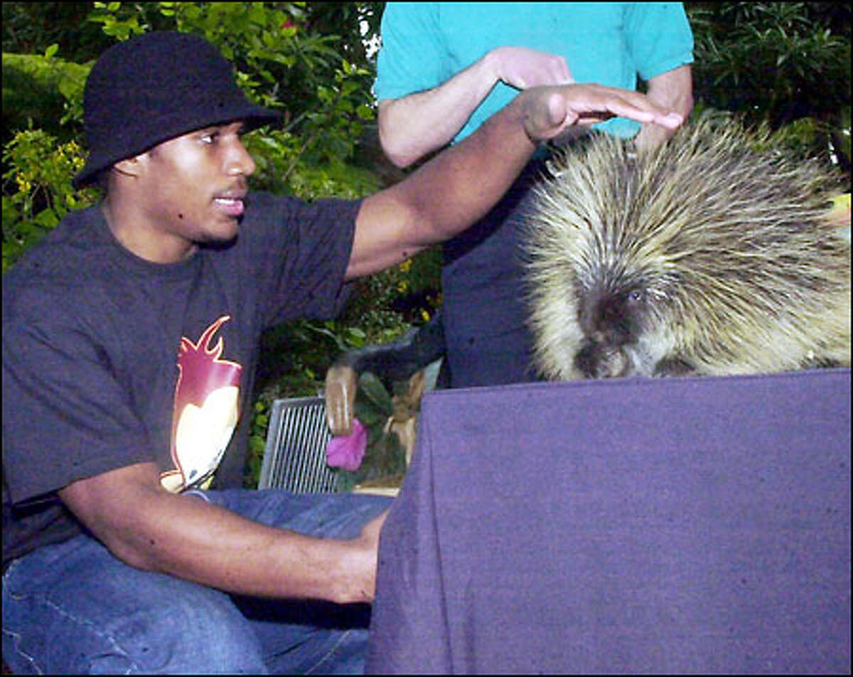Quentin Jammer, Texas' All-America cornerback, picks up some defensive pointers from a porcupine on a Holiday Bowl sidetrip to the San Diego Zoo.