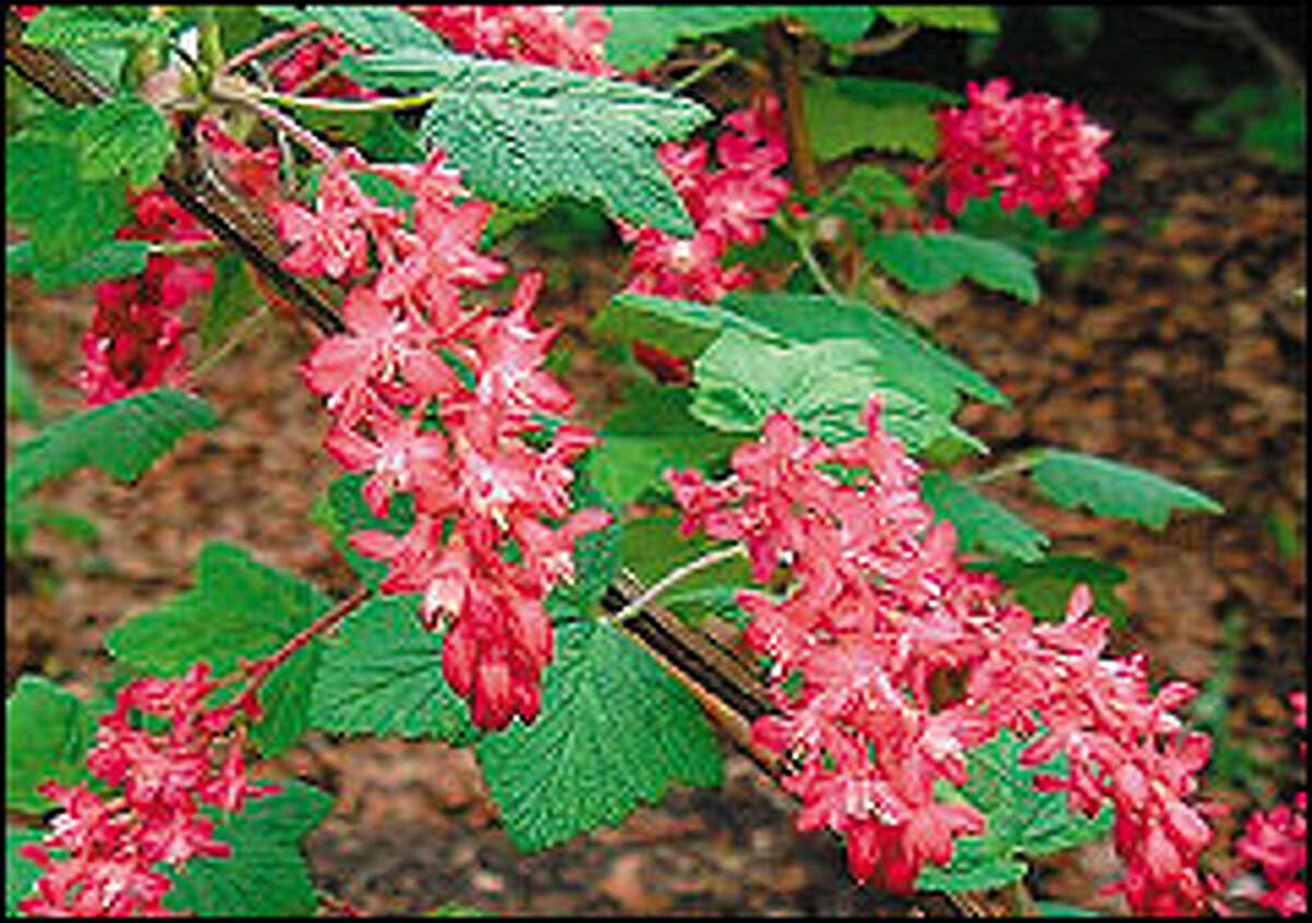 Get ready for a show with Ribes sanguineum. The native plant, more popular in England, is known for its impressive color when it flowers.