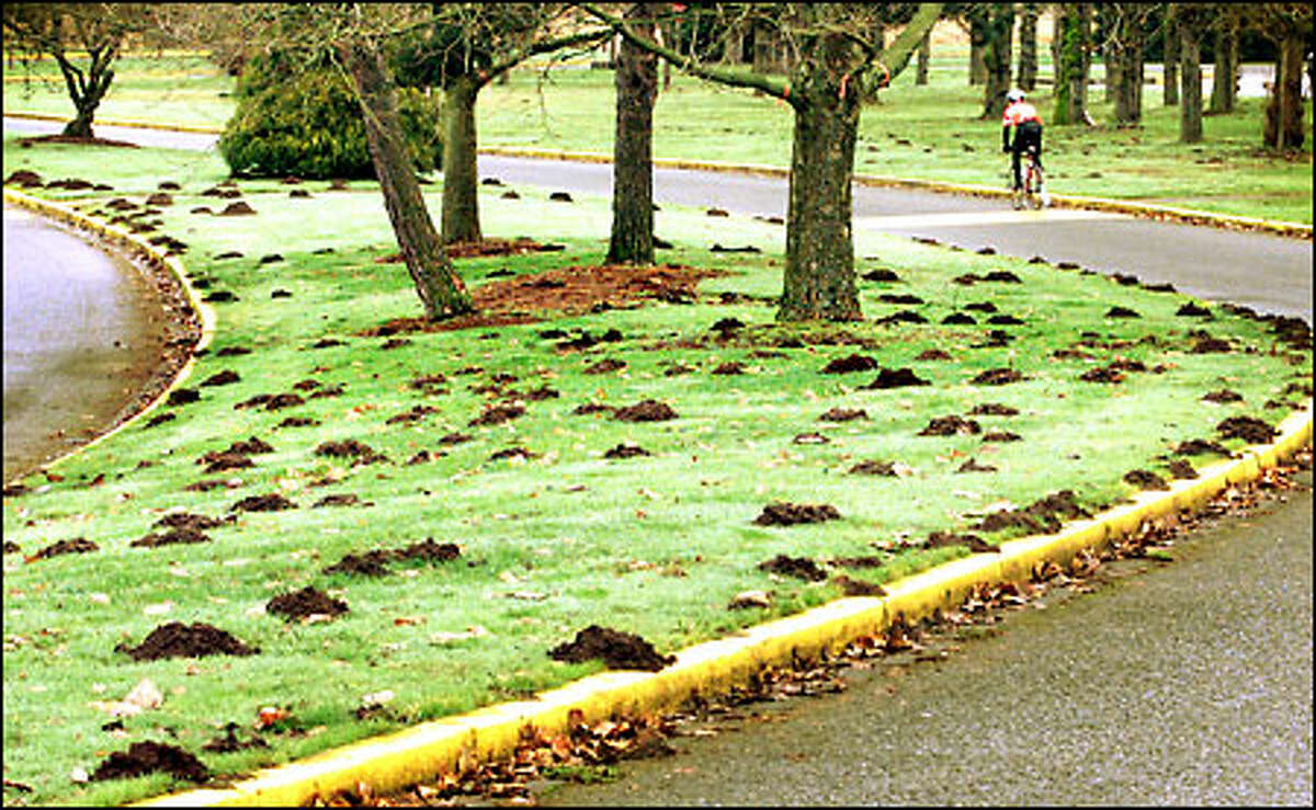 Molehills dot a median strip along Northeast Marymoor Way. The park's maintenance supervisor fears they could create a hazard for athletes if they stray into the playfields.