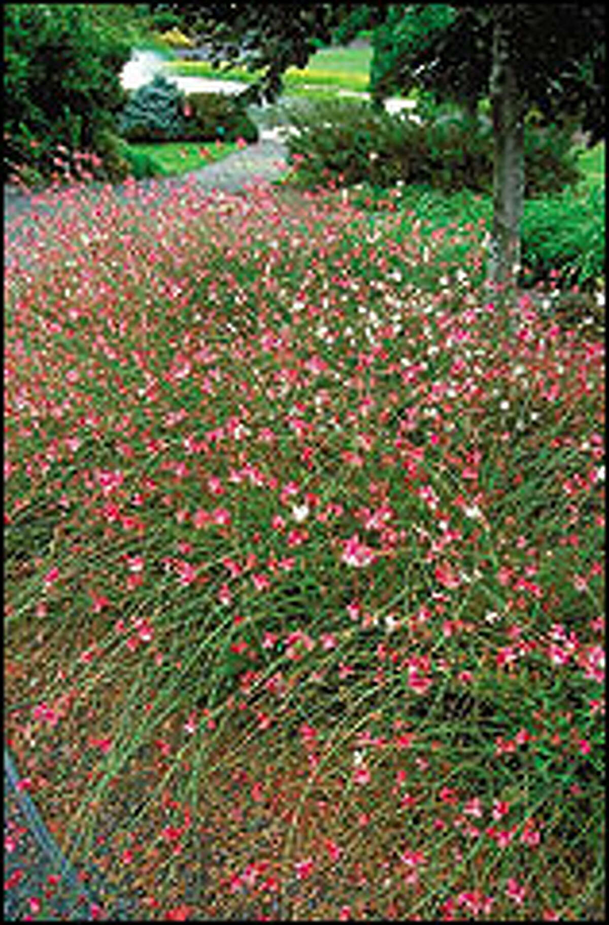A herbaceous perennial native to Texas, Gaura lindheimeri or 'Siskyou Pink,' right, does well in sandy soil.