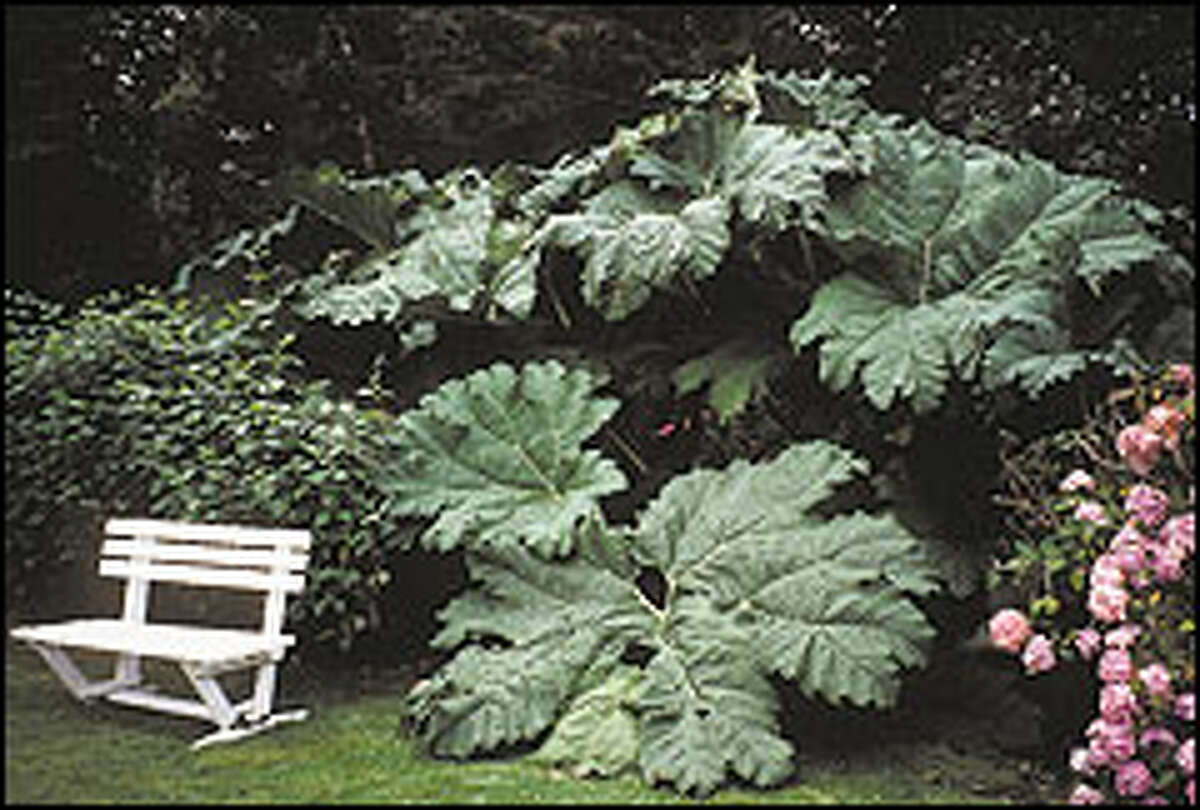 Clay soil certainly doesn't inhibit the growth of Gunnera manicata, a perennial whose massive leaves measure 6 feet or more across.