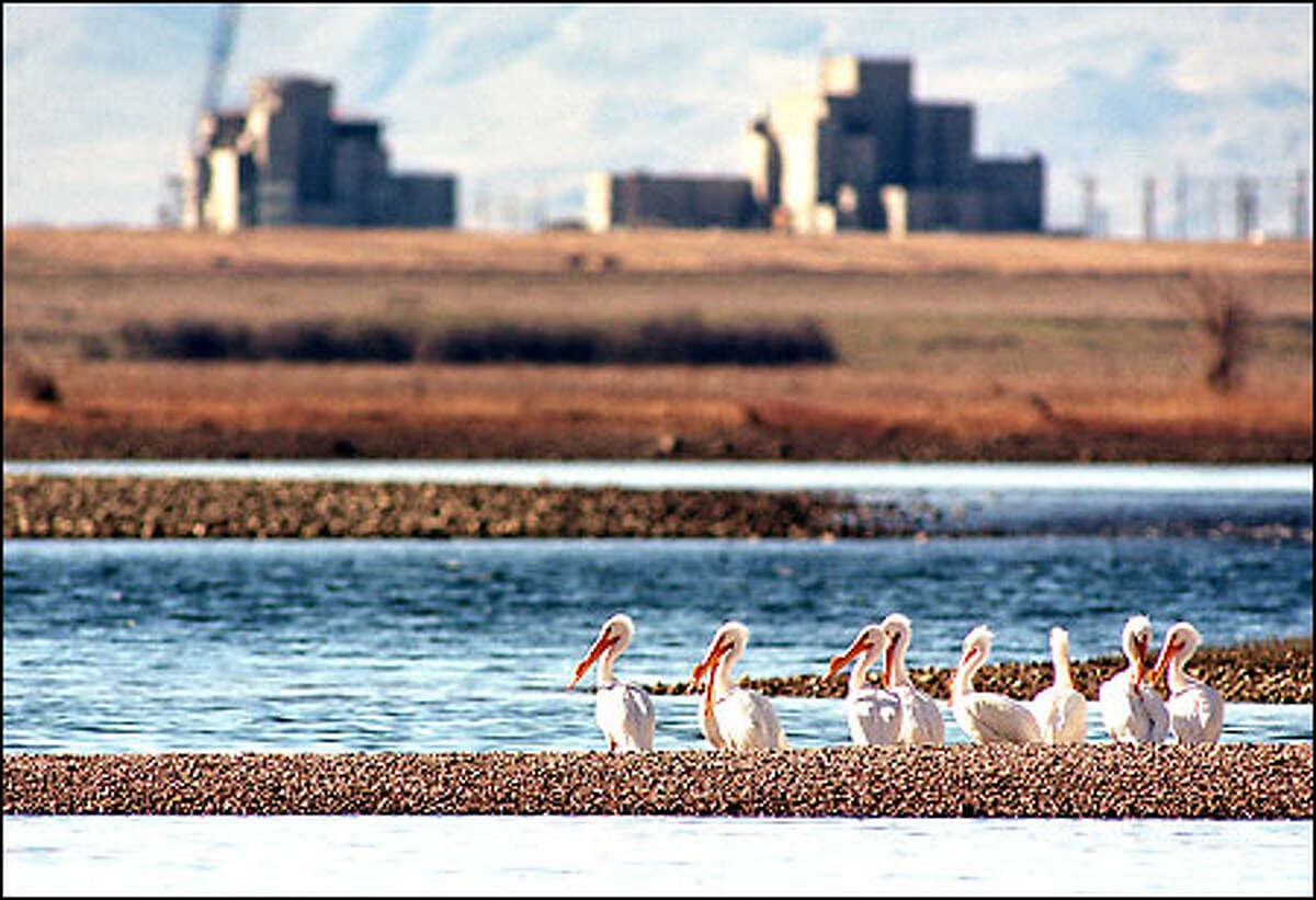 Pelicans rest on a sandbar on the Columbia River while two decommissioned reactors at the Hanford Nuclear Reservation loom in the background. Some $35 billion has already been spent on the cleanup of the site, which for more than 40 years churned out plutonium.
