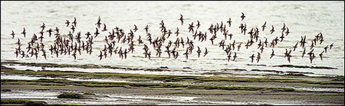 Bowerman Basin, on the Washington Coast outside Hoquiam, is renowned for its shorebirds.  Less than five miles away, however, cedar snags in the Copalis River give evidence of the last "Big One" earthquake and tsunami to hit the Pacific Coast.  It hit on January 26, 1700.  Such monster disasters come every 300 to 450 years.  The Trump administration wants to axe all money for ShakeAlert, the earthquake early warning system being developed for Washington, Oregon and California. 