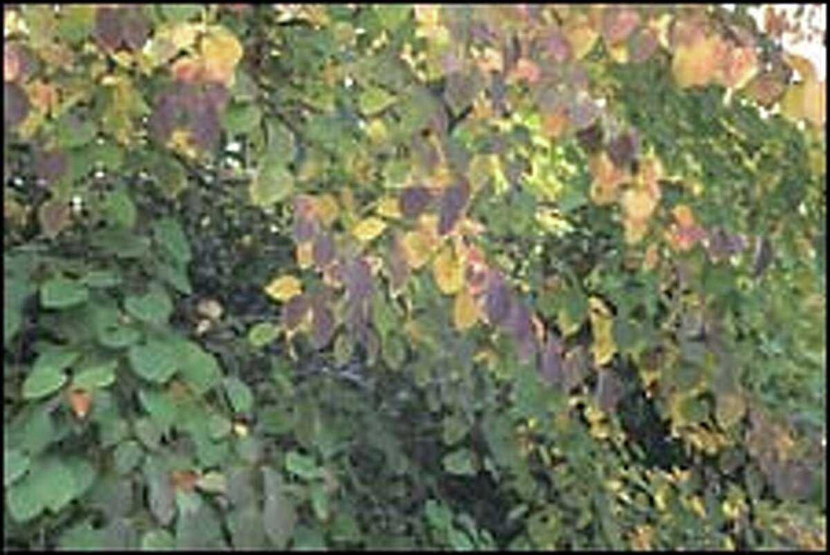 Seek out fragrance in the gardens of autumn