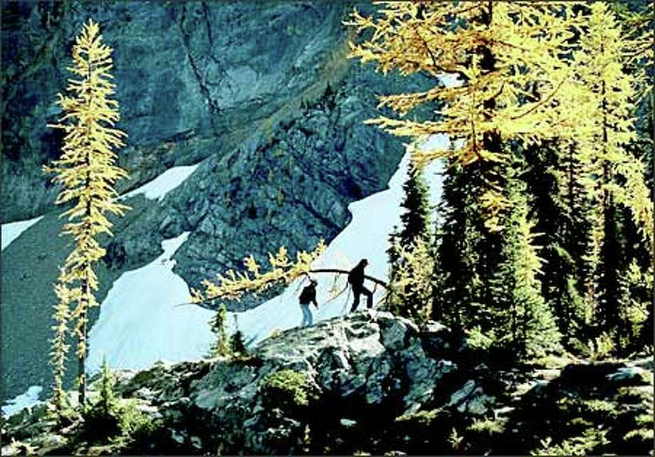 Highaltitude conifers outshine other trees in fall