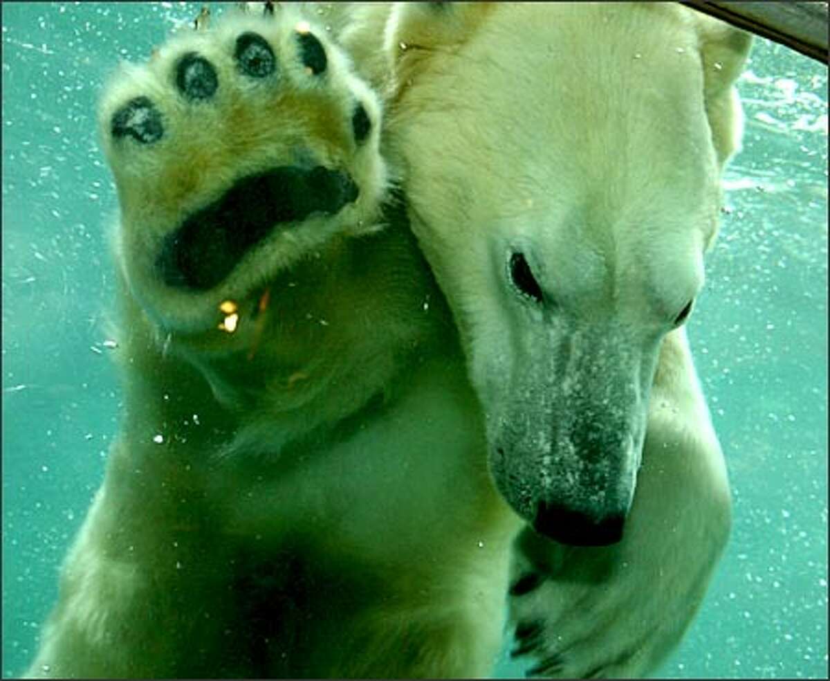 2 polar bears seized at circus head to