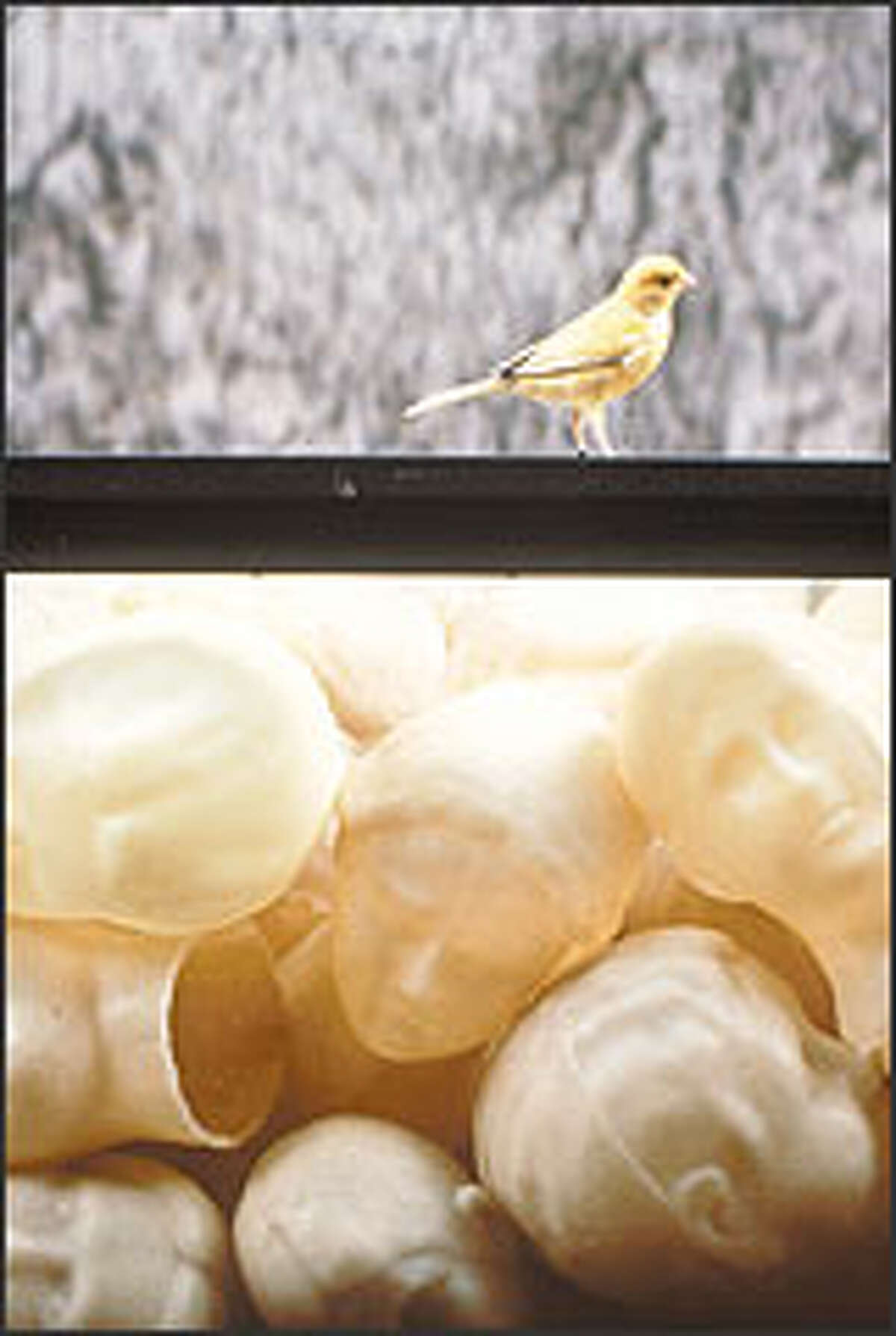 The only art exhibit in Seattle that has incited large protests was over the use of live canaries in a 1992 installation at the Henry Art Gallery by Ann Hamilton called "accountings."