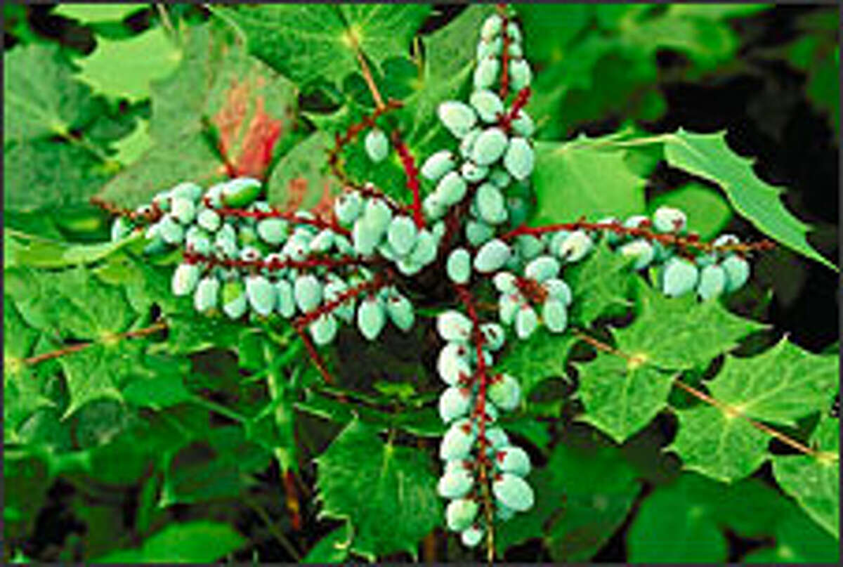 Plan to enjoy the beauty of berries in every season