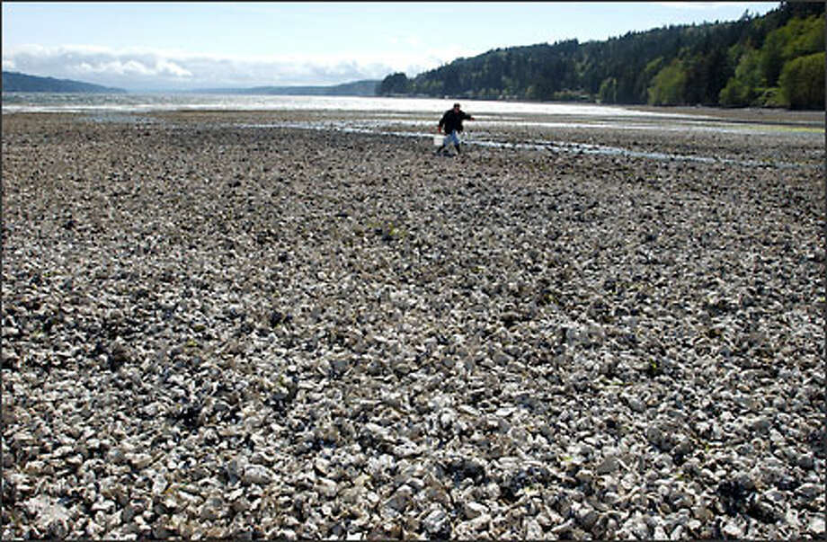 Red Tide Bloom Follows Population Boom Seattlepi Com