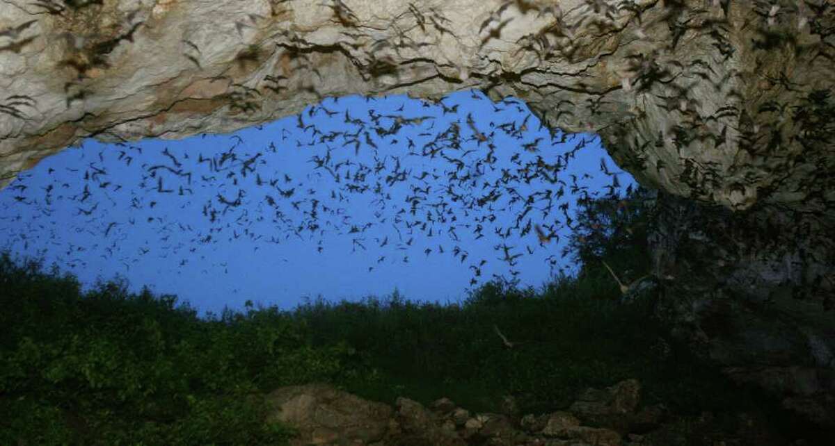 Beware The bats are back in town