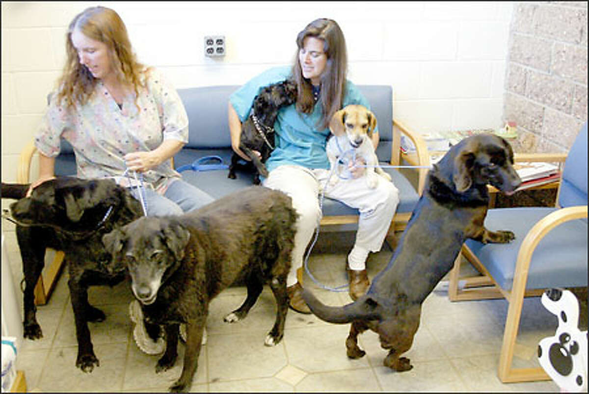 Dolly Kaech vet. tech and Dr. Gina M. Lewis with 5 of the six dogs that belonged to David and Michelle Kontek of Raymond WA. Vetters Animal Hospital in Raymond also have 4 of there cats and one rabbit, David Knotek released all the pets today in court, they will all be up for adoption today. Sissy is in the middle foreground.