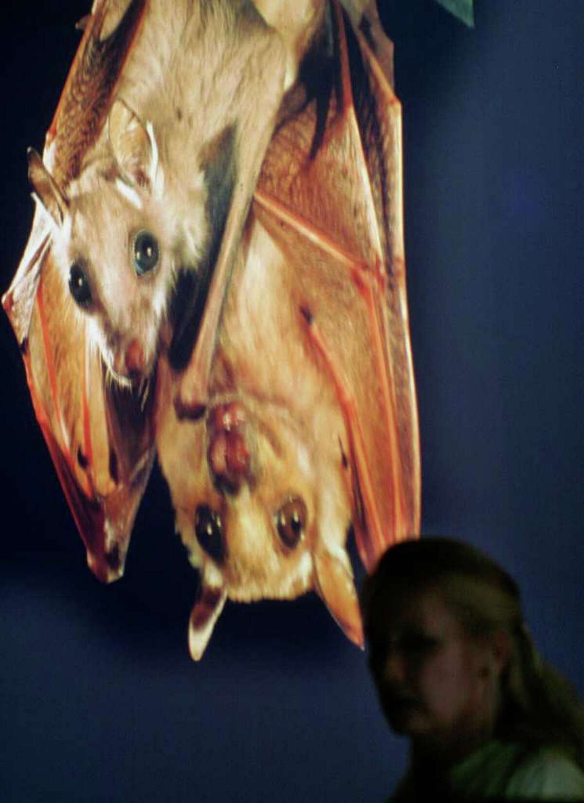 Beware The bats are back in town