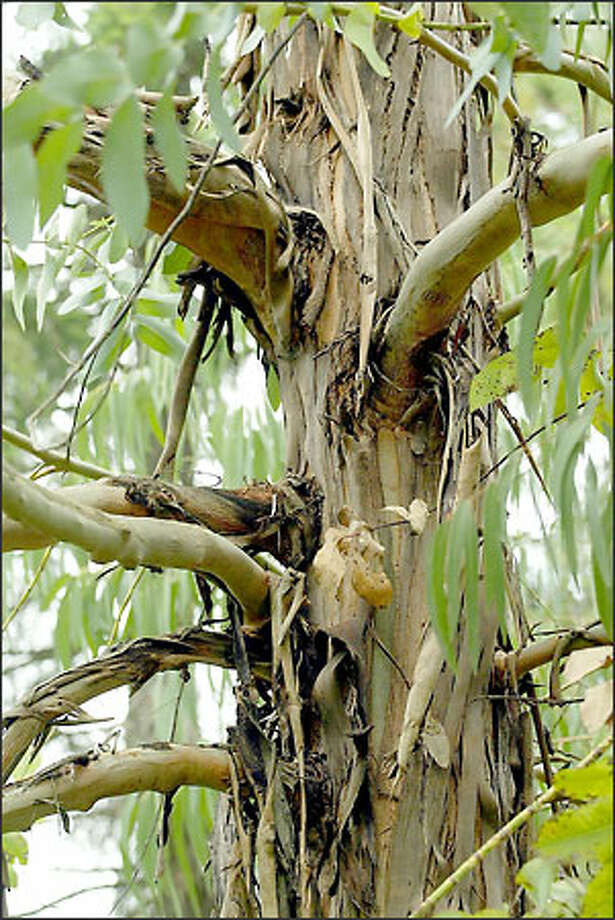 Shaggy eucalyptus It's not just for Californians