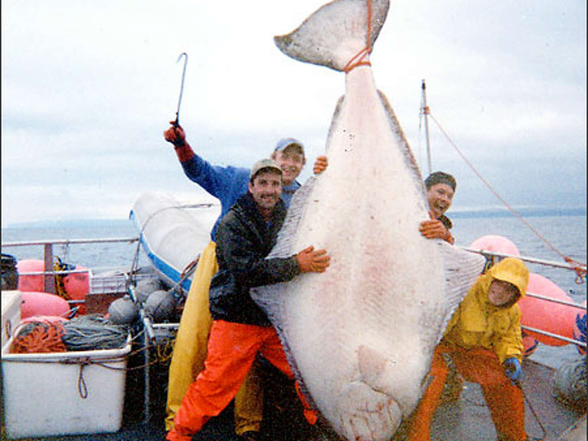 What a catch! It may be biggest Pacific halibut