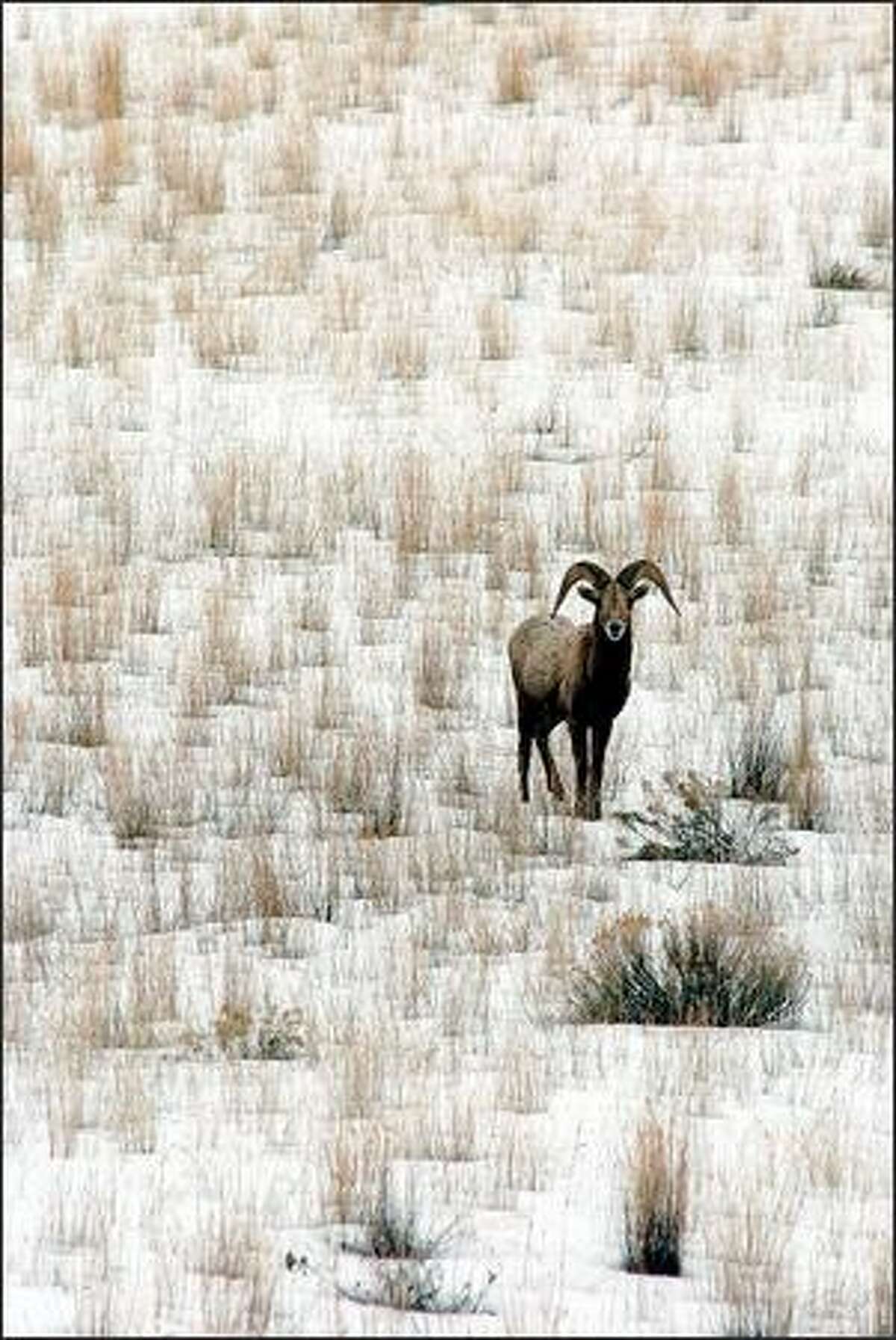 Bighorn sheep were reintroduced to the Yakima Valley in the 1960s. Made up of about 70 animals, the Tieton herd has its own winter feeding station near the elk feeding area.