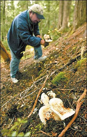 Fantastic Forage: Wild Matsutake Mushrooms