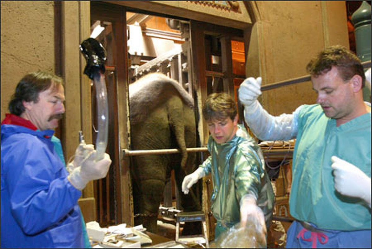 German experts Thomas Hildebrandt, center, and Frank Goeritz, right, prepare to artificially inseminate Chai. They were assisted by Pat Maluy, the lead elephant keeper at the Woodland Park Zoo, who is holding the endoscope used to visualize the elephant's inner workings.