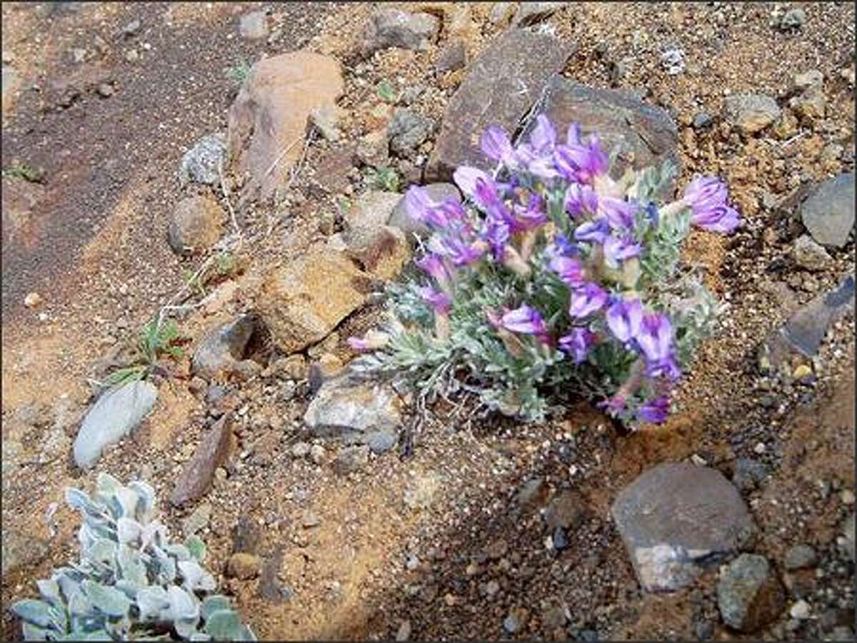 Hike Of The Week Hit the John Wayne Pioneer Trail in April for wildflowers
