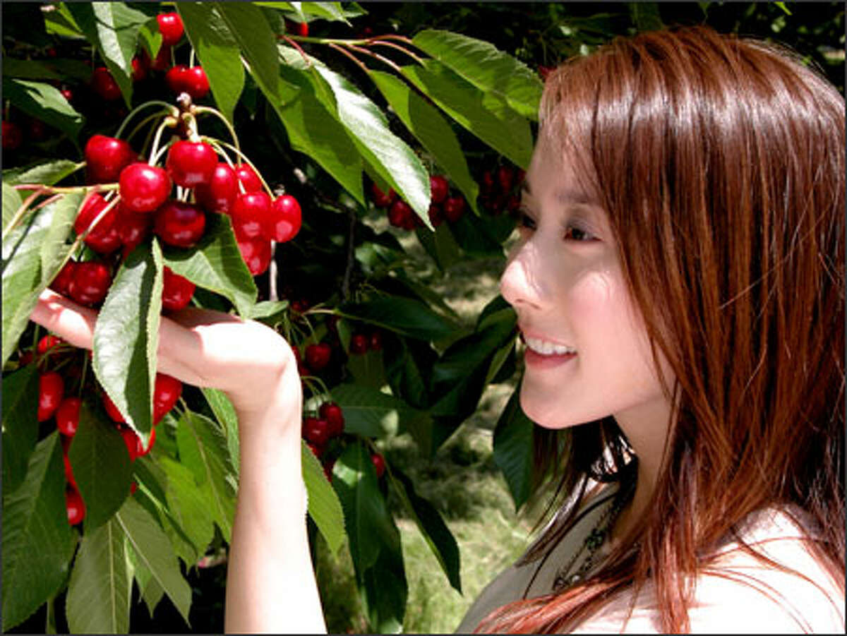 A music video to be shown on MTV Asia stars Taiwanese pop star eVonne cavorting in a Northwest cherry field. It's part of a successful Northwest Cherry Growers marketing campaign to sell the fruit to the Asian island by promoting it as a hip, foreign luxury.