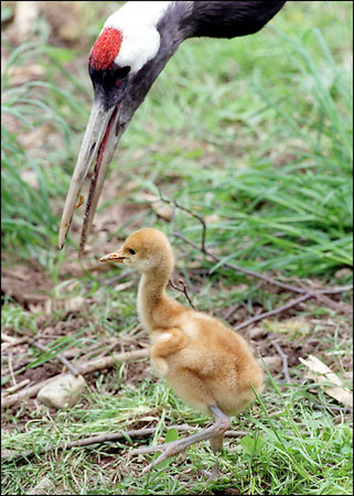 This is a one-week-old baby Red-Crowned Crane at Woodland Park Zoo. The chick is watched over by it’s dad.