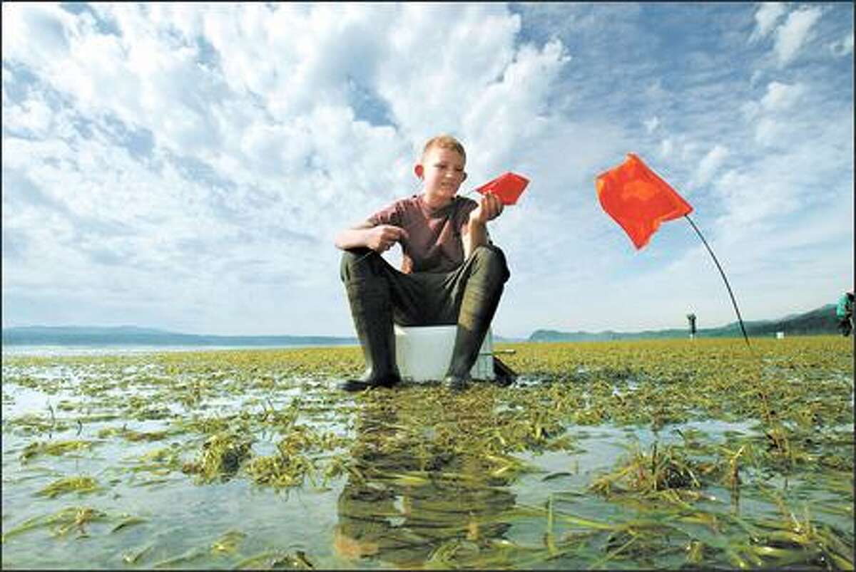 Geoducks Catching the burrowing clams requires patience, persistence