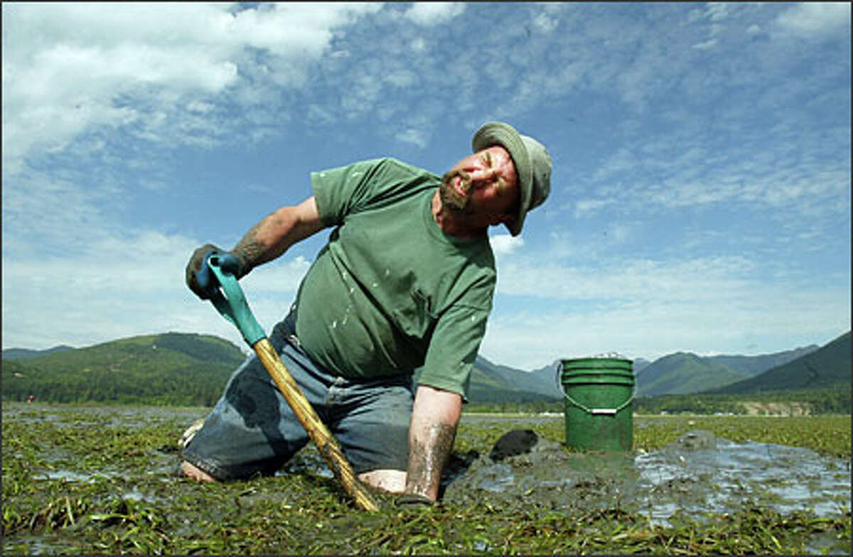 Jerry Strawn goes deep after a geoduck he's dubbed "Clamzilla" at the tide flats in Dosewallips State Park on Hood Canal.Brown: There is a category of photographs that photographers affectionately refer to as "F8 and be there." This photograph, and all the other photographs I took of geoduck diggers, are examples of F8 and be there, which is a formula for photographs that are so ripe for the picking that you just set your camera to F8 and be there.