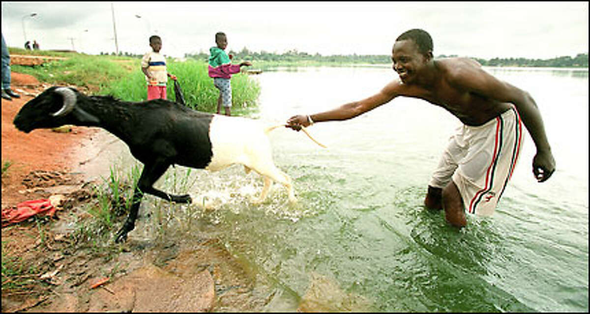 Sekou Koita's goat resists a bath in The Lake at Yamoussoukro, the capital. Ivory Coast was one of 13 countries selected for the first round of grants from the Global Alliance for Vaccines and Immunization.